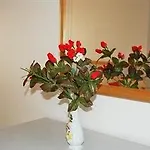 ホテル Cristal 1